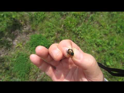 how to eliminate japanese beetles