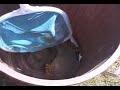 Yogurt squirrel