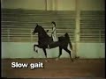Artificial Gaits of Horses