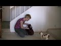 dog training- how to purse train / crate train a dog