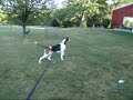 English Foxhounds