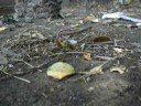 Ants