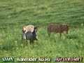 siirt kalender