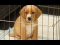 Dog Training: House Training a Puppy