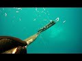 Spearfishing Pescasub Orata dell\ Spearfishing Pescasub Orata dell\