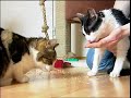 Tiere suchen ein Zuhause Tiere suchen ein Zuhause