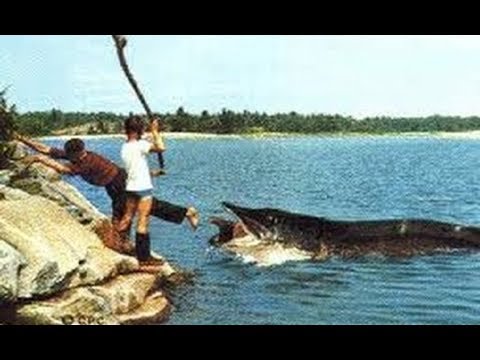 рыба пугай как ловить рыба пугай как ловить