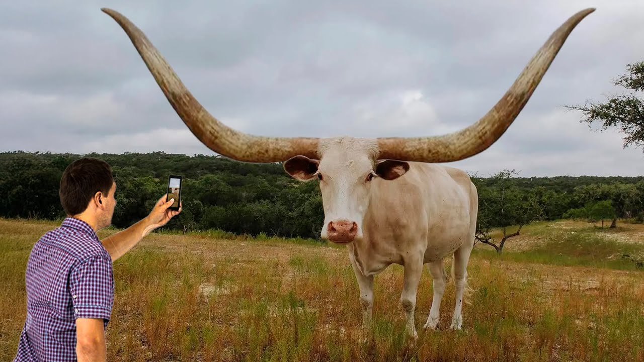Conheça O Touro Com O Maior Chifre Do Mundo