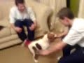 Dog Fucking a leg!!!!!! Sooooo funny you will piss urself!!!
