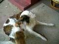 Borzoi video
