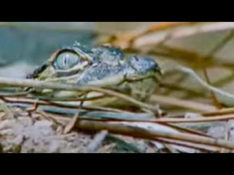 nile crocodile