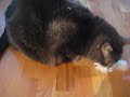 Cat and Mouse.avi