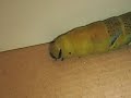 Deaths Head Caterpillar Deaths Head Caterpillar