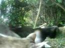 BML07060812688 cat ichneumon feeding