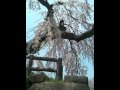 ��������ޤĤ� 2010ǯ5��3��:YouTube������=50��