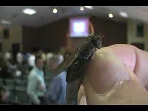 horse fly at church