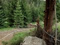 Orava