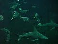 Bassin Requins