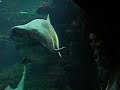 Bassin Requins