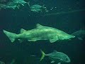Bassin Requins