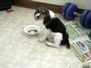 choze comendo choze comendo