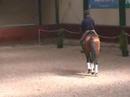 zi�sto kwpn goedgekeurd verrichtingsonderzoek 2007