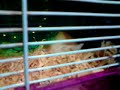 tofu eating tissue.3gp