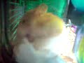 tofu eating tissue.3gp