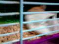videos de tofu eating tissue.3gp