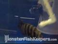 Crazy Butti By Miles - monsterfishkeepers.com