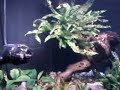 5000gph in 180g cichlid tank