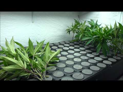 how to transplant from ez cloner
