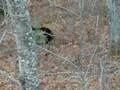 videos de Friesenhahn Bear Experience