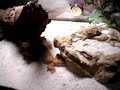 55 gallon aquarium with mississippi map turtle and convict cichlids 55 gallon aquarium with mississippi map turtle and convict cichlids