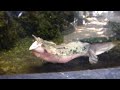 20091021 凄い亀