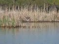 Black Necked Stilts on Guana Lake part 2 Black Necked Stilts on Guana Lake part 2