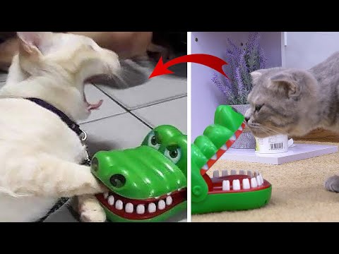 Cats Reaction | Cat Got Bitten By Alligator Toy And His Funny Reaction To Cat Toy | Woa Mew