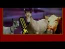 grabuljaz-mc-ramizi-ma-boni-zemren-kthiz.html