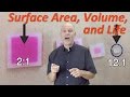 How Do Large Animals Live With Low Volume Surface Area Ratio