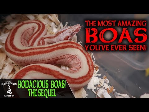 YouTube reptile video