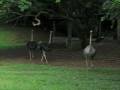 Panama Wild Life - Ostriches in Capira!