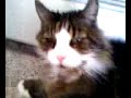 Mushka: cat