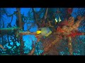 OCEANO MARAVILLOSO 3D - IMAX - (Mexican Version)