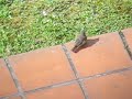 Phoenicurus phoenicurus Phoenicurus phoenicurus