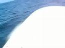 delfines Mazunte