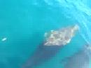delfines Mazunte