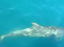 delfines Mazunte