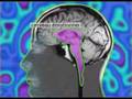 David Servan-schreiber - Le Cerveau Emotionnel