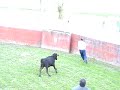 El valiente de Isidro (canario o Schofield) en la capea. El valiente de Isidro (canario o Schofield) en la capea.