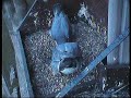2008 Derby Peregrine Falcon (6) - Courtship & Ee-chupping